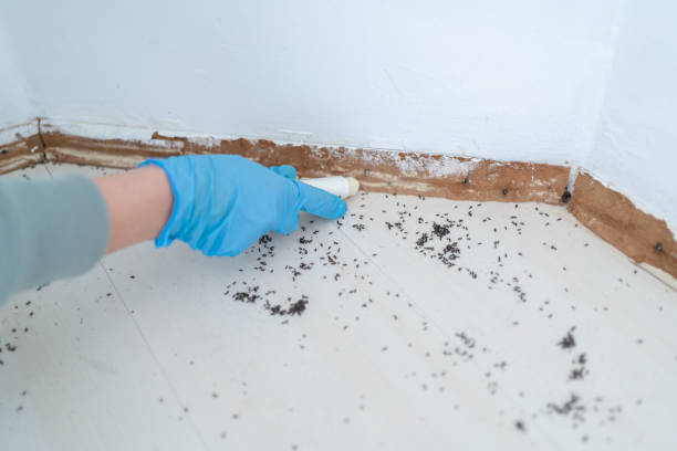 Flea Control Services in Boca Raton, FL